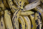 bananes plantains